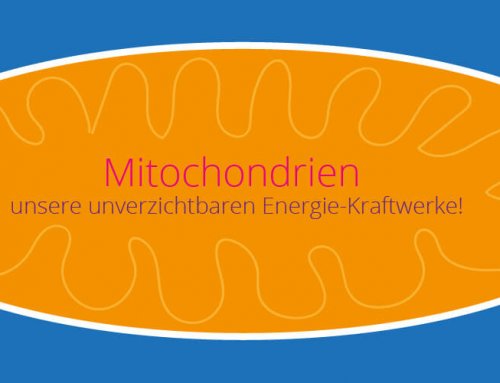 Mitochondrien – unsere unverzichtbaren Energie-Kraftwerke!